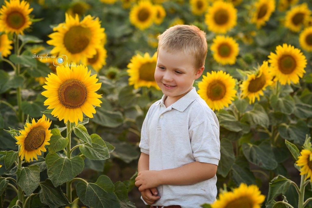 sesja w słonecznikach chłopiec