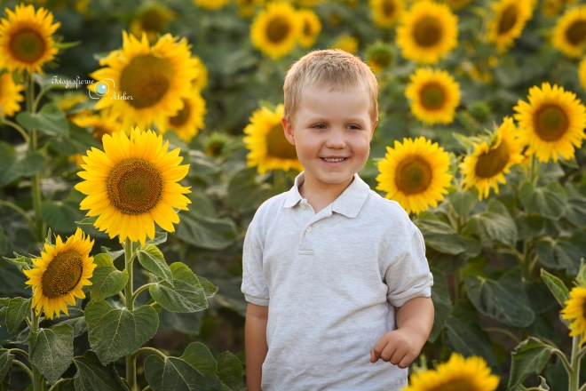 sesja w s słonecznikach poznań i okolice